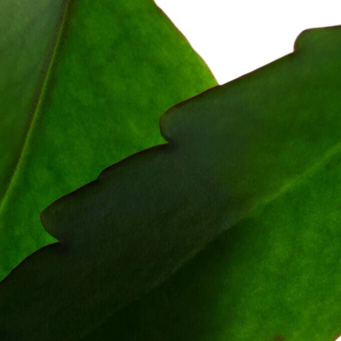 Fresh Scrub: exfoliante para el rostro en gel-crema refrescante, exfoliante y suavizante